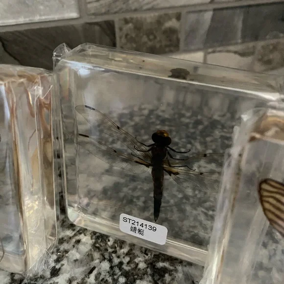 Insect Specimen Collection Set - Picture 4 of 5